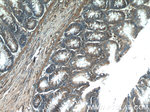 HTRA2 Antibody in Immunohistochemistry (Paraffin) (IHC (P))