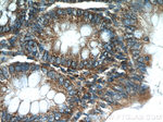 HTRA2 Antibody in Immunohistochemistry (Paraffin) (IHC (P))