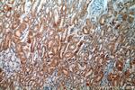 HTRA2 Antibody in Immunohistochemistry (Paraffin) (IHC (P))