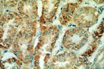 HTRA2 Antibody in Immunohistochemistry (Paraffin) (IHC (P))