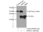HTRA2 Antibody in Immunoprecipitation (IP)