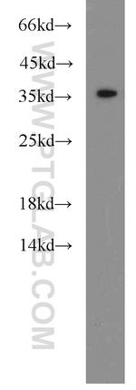 HTRA2 Antibody in Western Blot (WB)