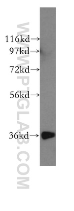 HTRA2 Antibody in Western Blot (WB)