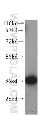 HTRA2 Antibody in Western Blot (WB)