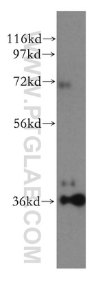 HTRA2 Antibody in Western Blot (WB)