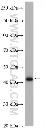 RBM41 Antibody in Western Blot (WB)