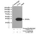 VTA1 Antibody in Immunoprecipitation (IP)