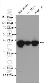 VTA1 Antibody in Western Blot (WB)