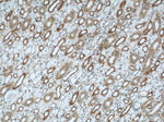 PIN4 Antibody in Immunohistochemistry (Paraffin) (IHC (P))