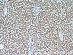 PIN4 Antibody in Immunohistochemistry (Paraffin) (IHC (P))