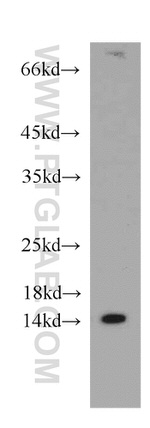 PIN4 Antibody in Western Blot (WB)