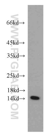 PIN4 Antibody in Western Blot (WB)