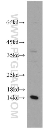 PIN4 Antibody in Western Blot (WB)