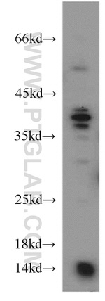 PIN4 Antibody in Western Blot (WB)