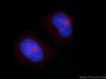 NHP2L1 Antibody in Immunocytochemistry (ICC/IF)