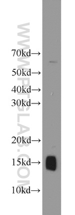 NHP2L1 Antibody in Western Blot (WB)