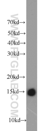 NHP2L1 Antibody in Western Blot (WB)