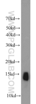 NHP2L1 Antibody in Western Blot (WB)