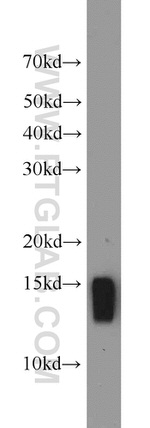 NHP2L1 Antibody in Western Blot (WB)