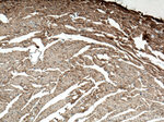 Alpha B Crystallin Antibody in Immunohistochemistry (Paraffin) (IHC (P))