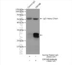 Alpha B Crystallin Antibody in Immunoprecipitation (IP)