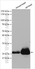 Alpha B Crystallin Antibody in Western Blot (WB)