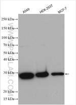 ANP32A Antibody in Western Blot (WB)