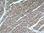 UBE2O Antibody in Immunohistochemistry (Paraffin) (IHC (P))