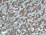 PRDX1 Antibody in Immunohistochemistry (Paraffin) (IHC (P))