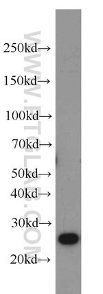 PRDX1 Antibody in Western Blot (WB)