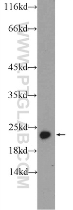 PRDX1 Antibody in Western Blot (WB)