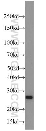 PRDX1 Antibody in Western Blot (WB)