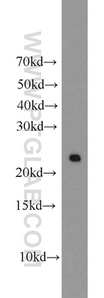 PRDX1 Antibody in Western Blot (WB)