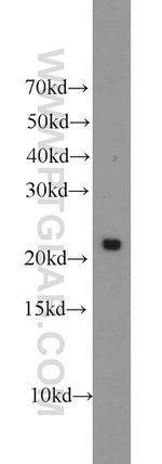 PRDX1 Antibody in Western Blot (WB)