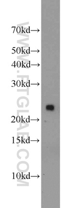 PRDX1 Antibody in Western Blot (WB)