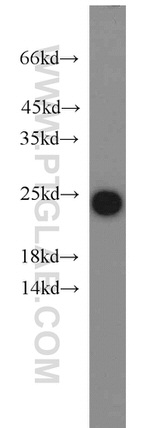 PRDX1 Antibody in Western Blot (WB)