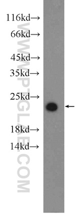 PRDX1 Antibody in Western Blot (WB)