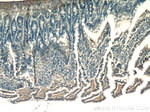 XRCC4 Antibody in Immunohistochemistry (Paraffin) (IHC (P))