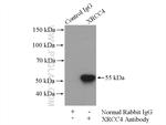 XRCC4 Antibody in Immunoprecipitation (IP)