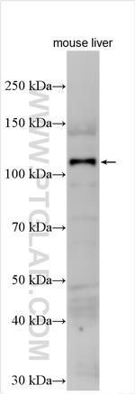 UBE1L Antibody in Western Blot (WB)