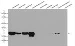 PKM1 Antibody in Western Blot (WB)