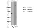 PKM2 Antibody in Western Blot (WB)