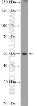 PKM2 Antibody in Western Blot (WB)