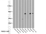 PKM2 Antibody in Western Blot (WB)