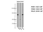 PKM2 Antibody in Western Blot (WB)