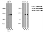 PKM2 Antibody in Western Blot (WB)