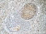 MCL1L Antibody in Immunohistochemistry (Paraffin) (IHC (P))