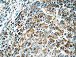 MCL1L Antibody in Immunohistochemistry (Paraffin) (IHC (P))