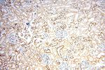 MCL1L Antibody in Immunohistochemistry (Paraffin) (IHC (P))