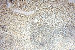 MCL1L Antibody in Immunohistochemistry (Paraffin) (IHC (P))